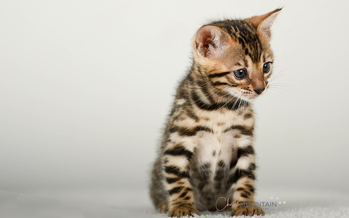 Bengal kitten for sale